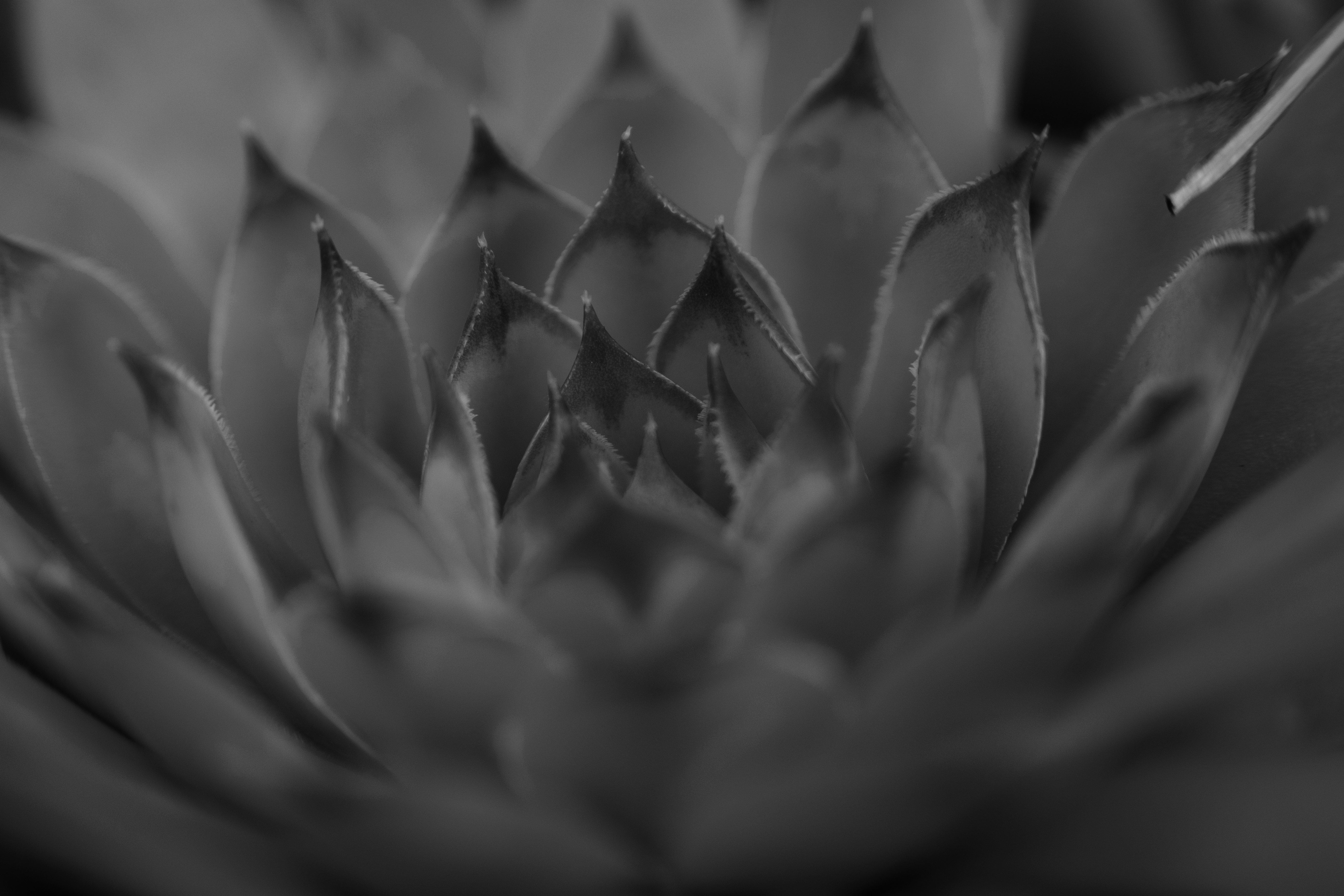 macro