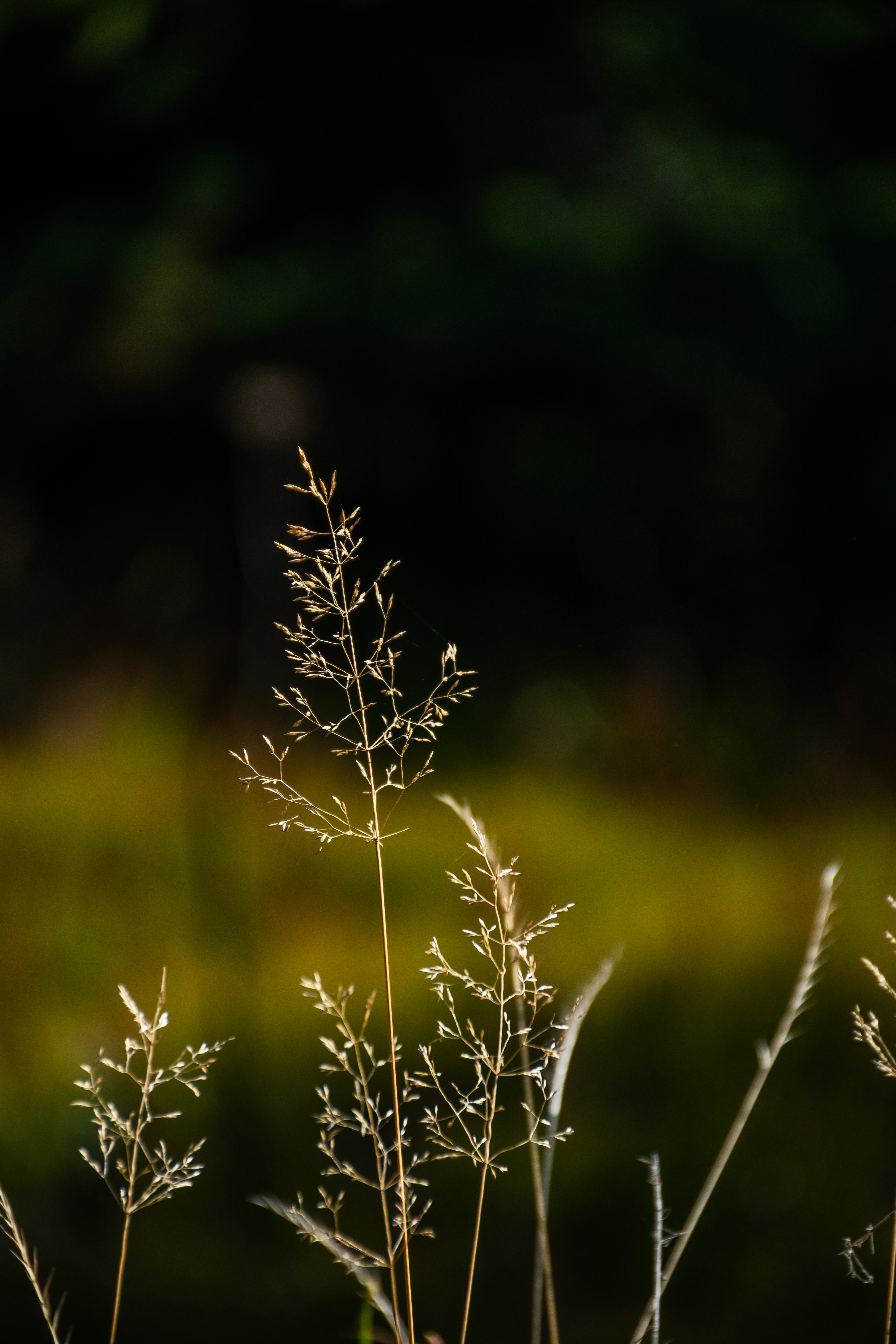 Seedhead