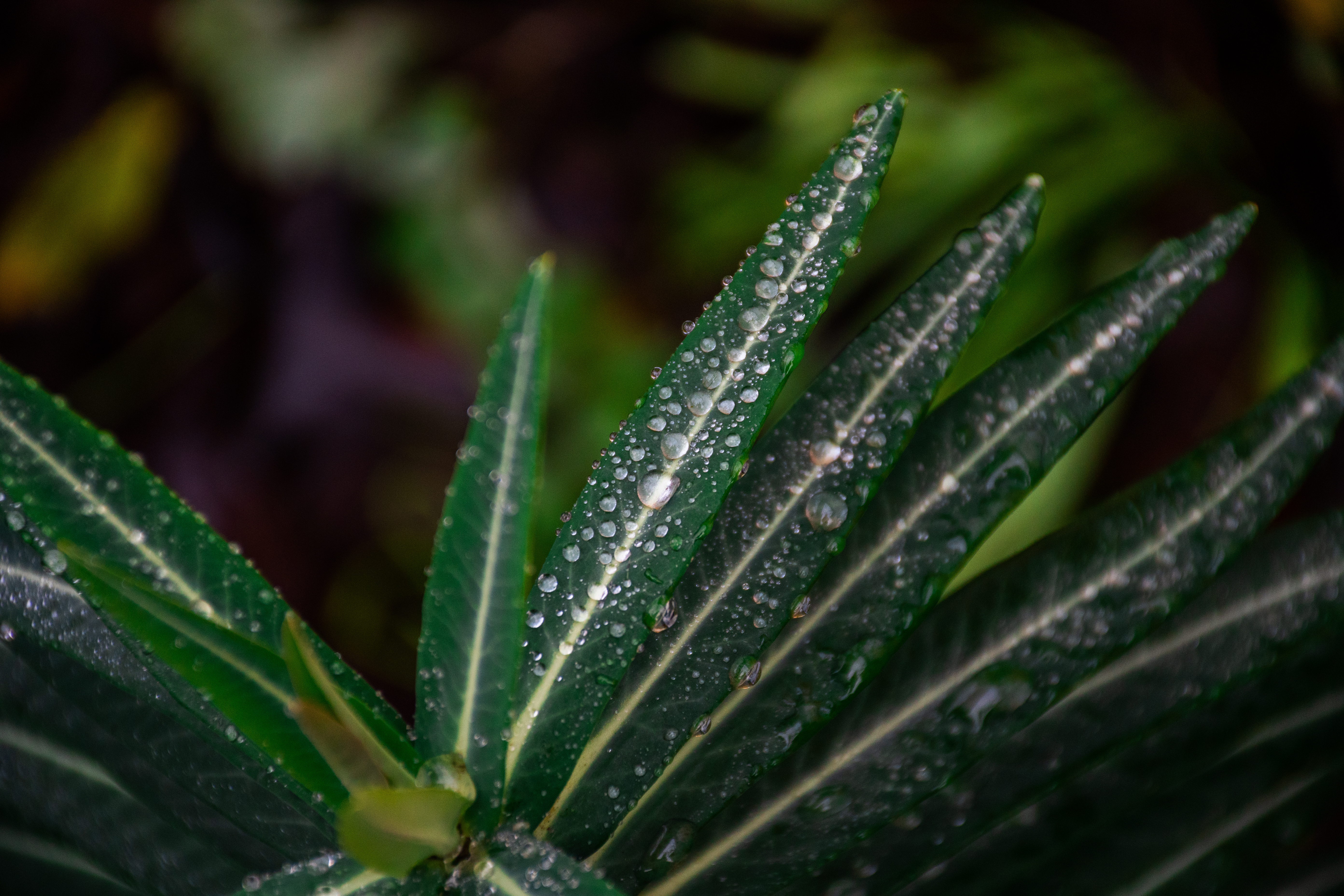 Emerald Ridges
