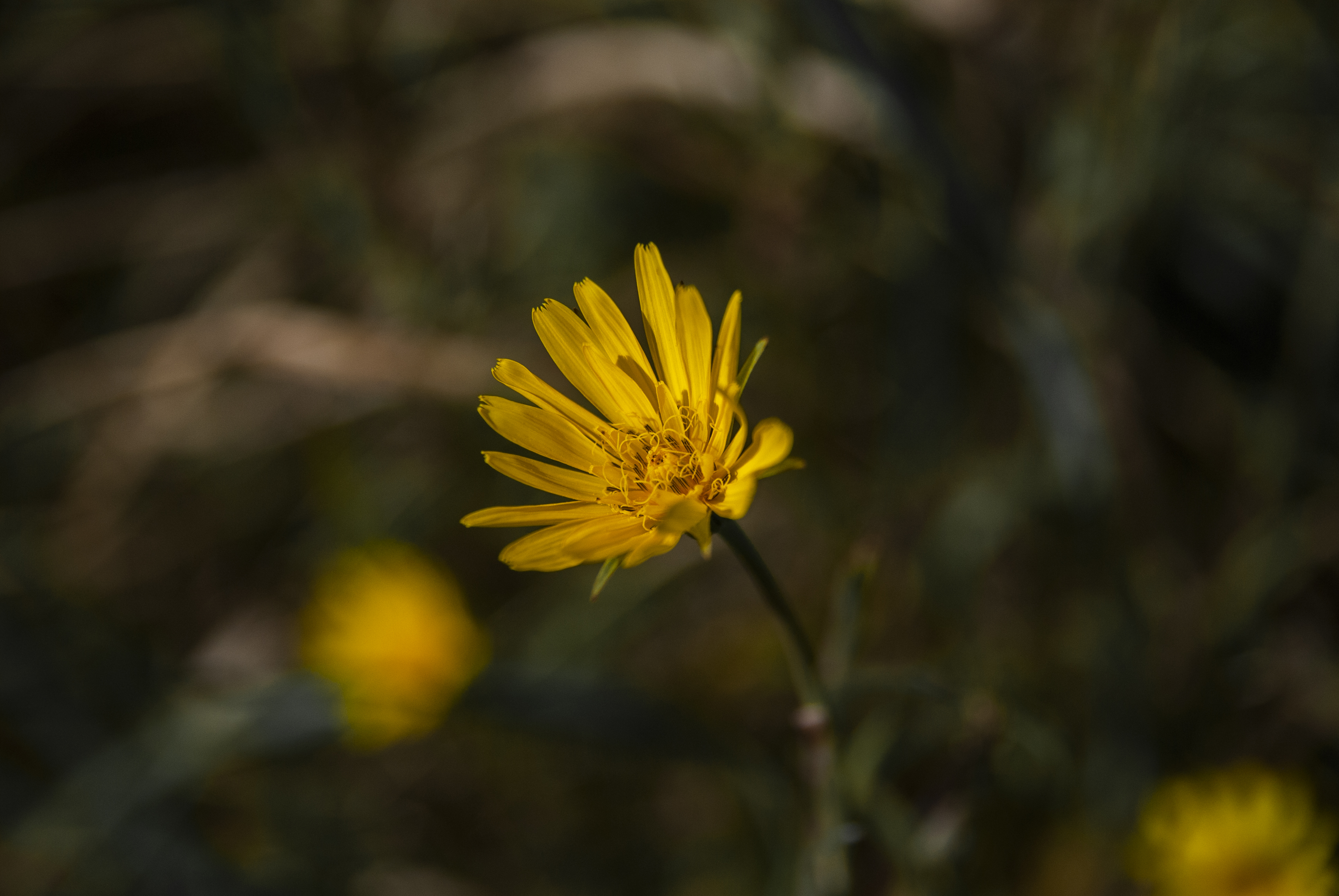 Solitary Gold