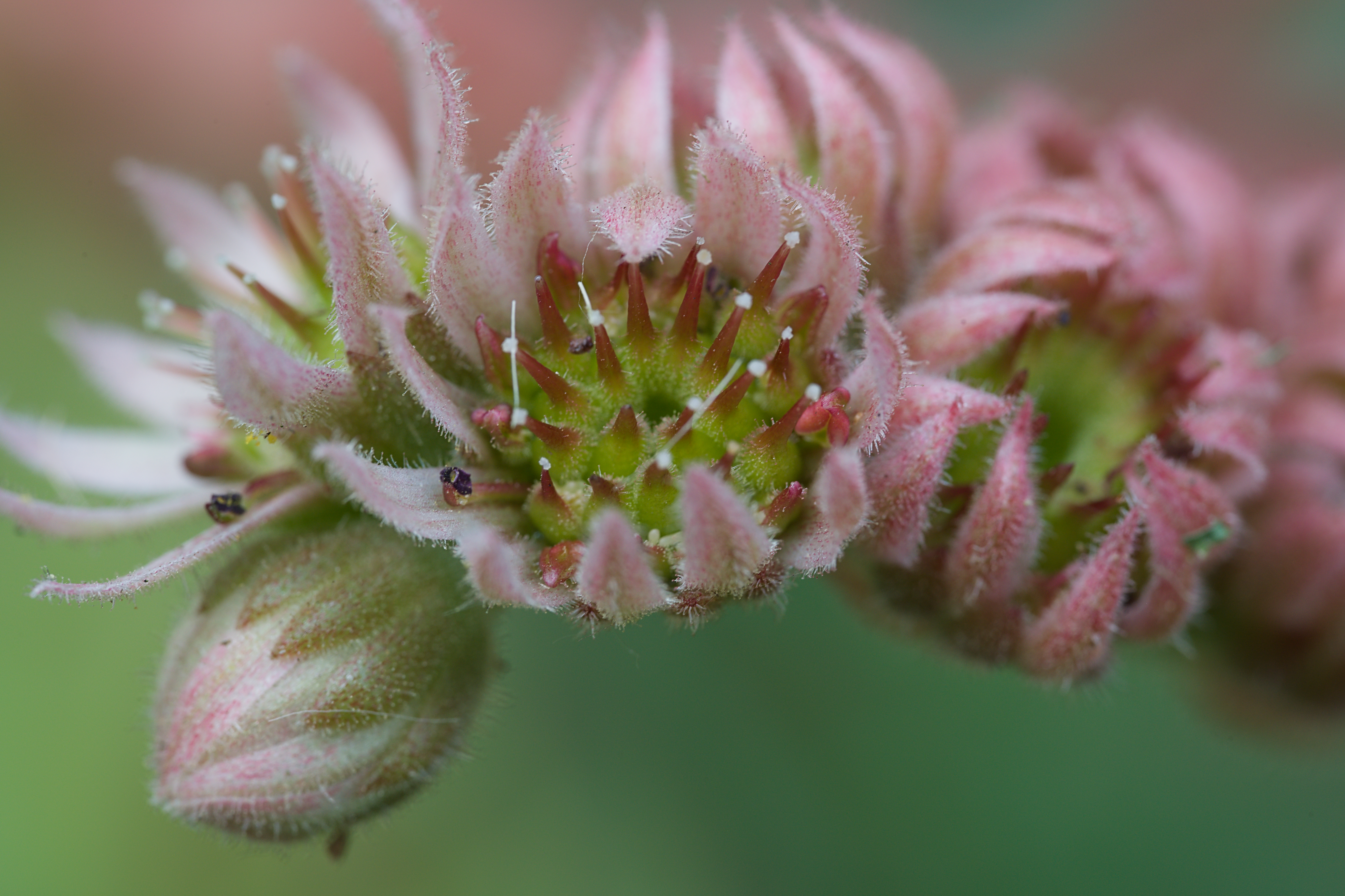 Fringed Rosette