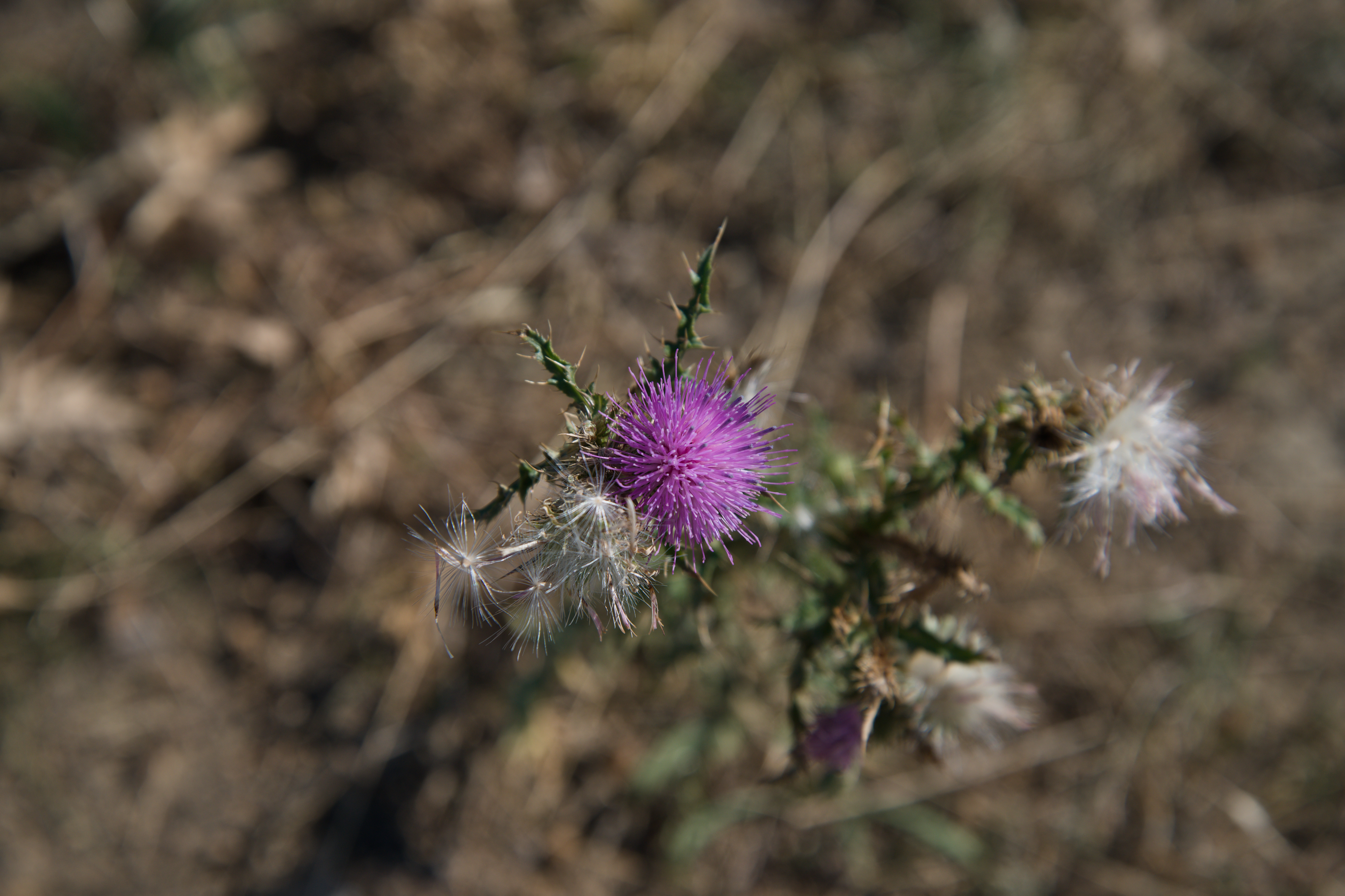 Thorny Nest