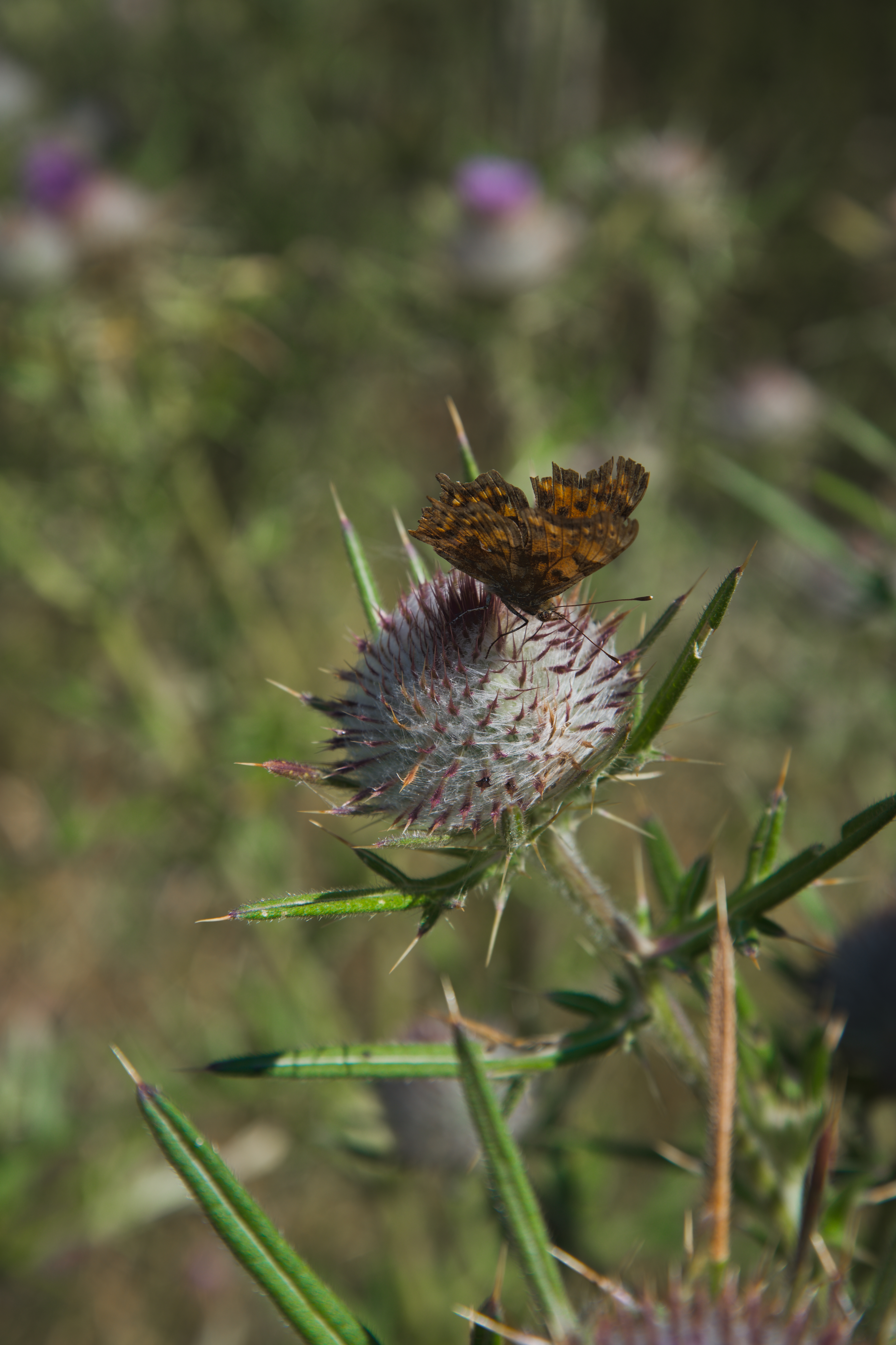 Spiky Perch