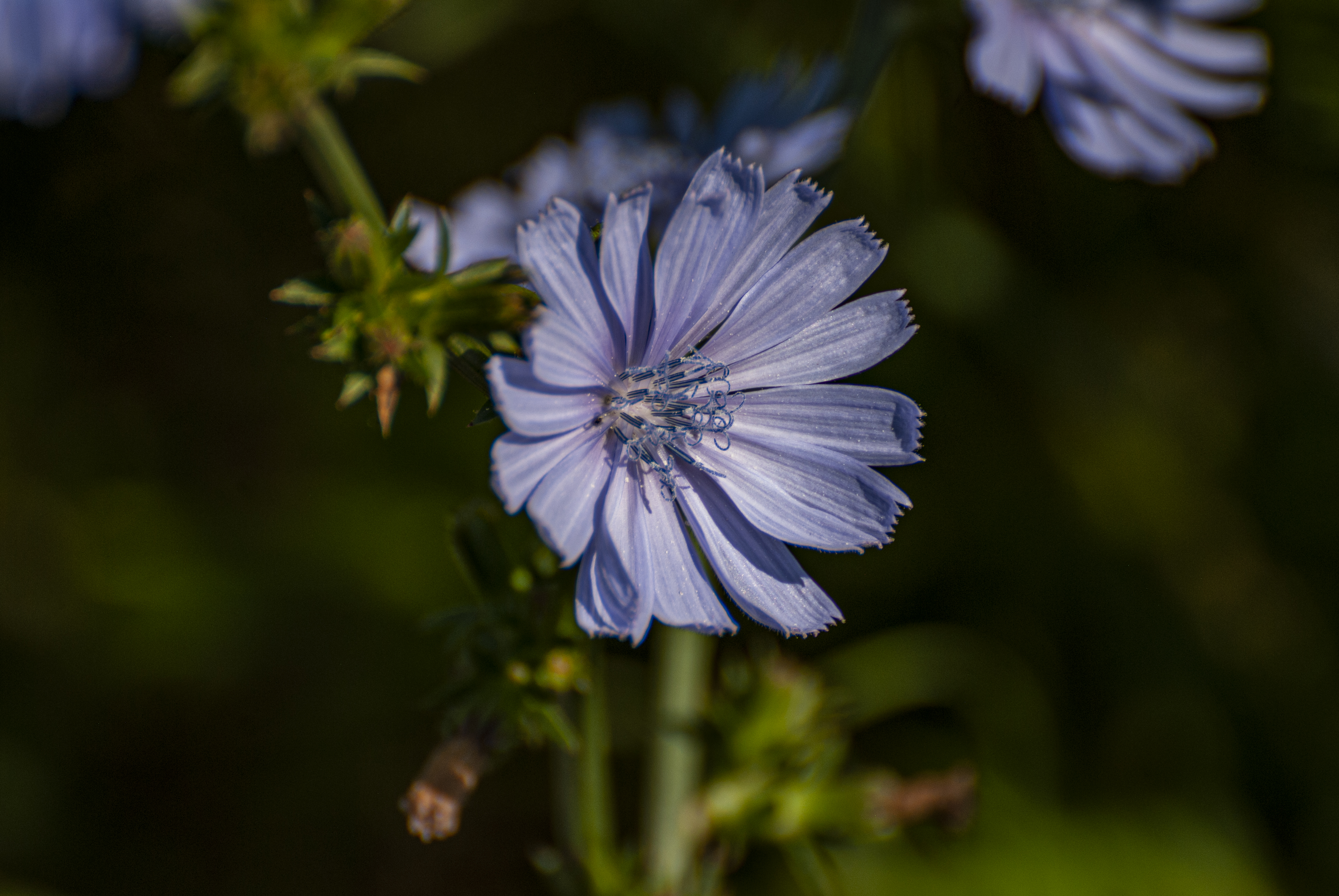 Chicory Bloom
