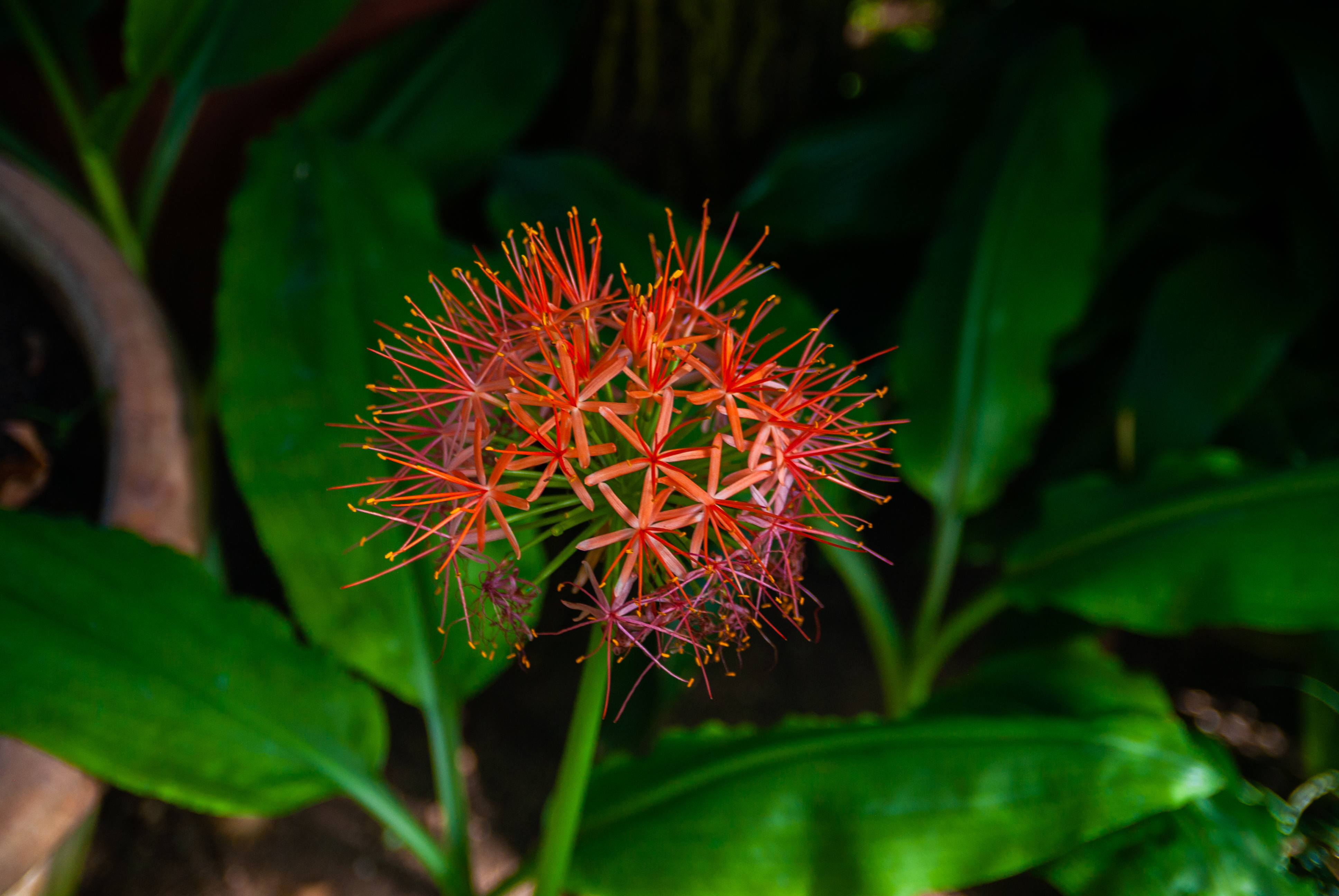 Crimson Fireball