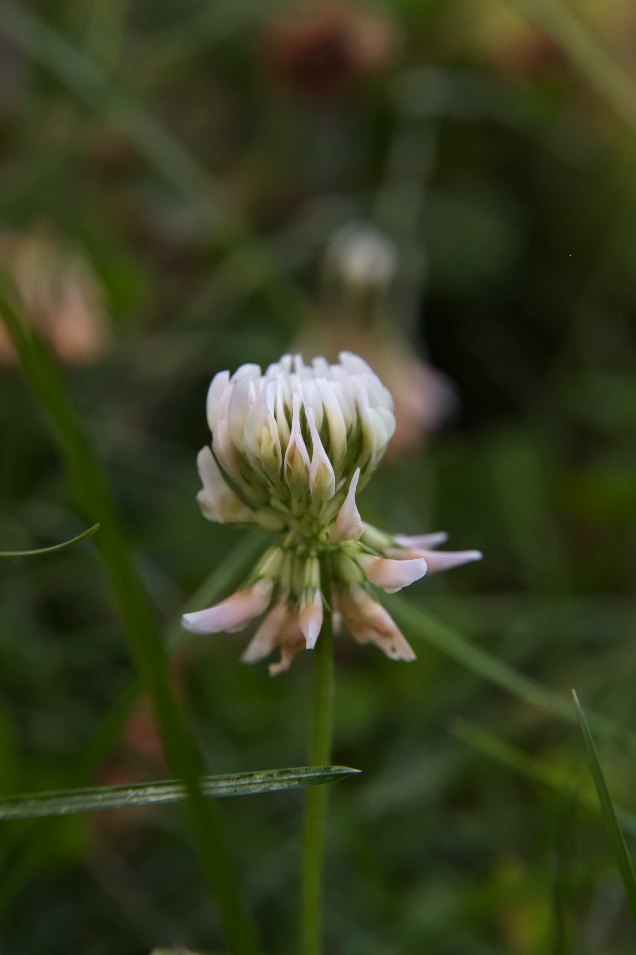 Meadow White
